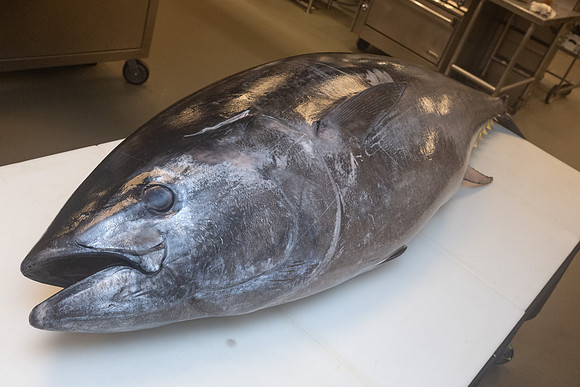 HCC_2026_WICKED_TUNA_NIGHT_052