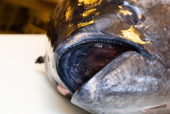 HCC_2026_WICKED_TUNA_NIGHT_056