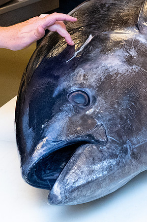 HCC_2026_WICKED_TUNA_NIGHT_060