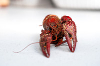 V&E_CRAWFISH_BOIL_2018_001